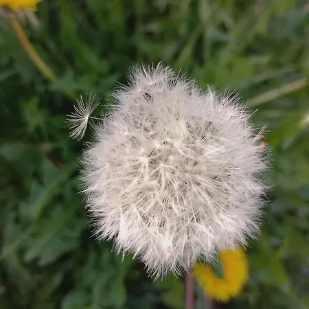 Plaza 9 Srebrno Jezero Apartamento *