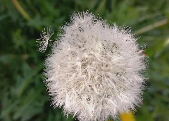 Plaza 9 Srebrno Jezero شقة *